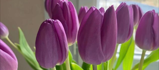 Purple Tulips — Soft Spring Light TikTok banner